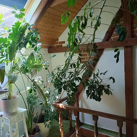 Haus Luise Appartement Stapelburg Buitenkant foto