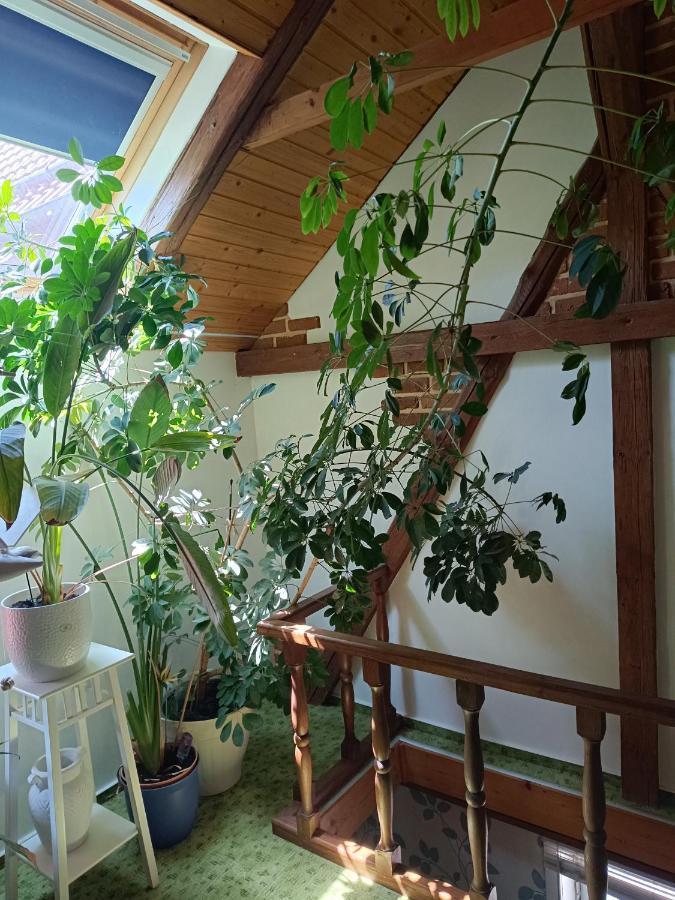 Haus Luise Apartment